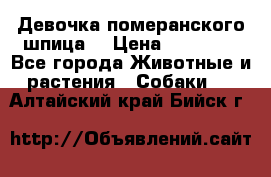 Девочка померанского шпица. › Цена ­ 40 000 - Все города Животные и растения » Собаки   . Алтайский край,Бийск г.